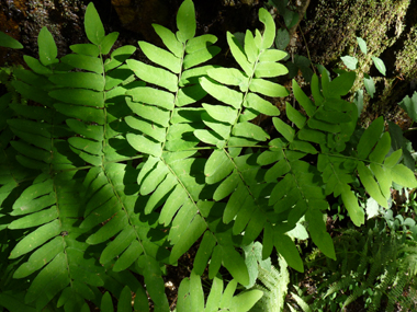 Frondes stériles opposées ou presque opposées de couleur verte. Agrandir dans une nouvelle fenêtre (ou onglet)